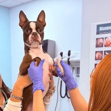 Veterinary staff examining a Boston Terrier being held up on an exam table