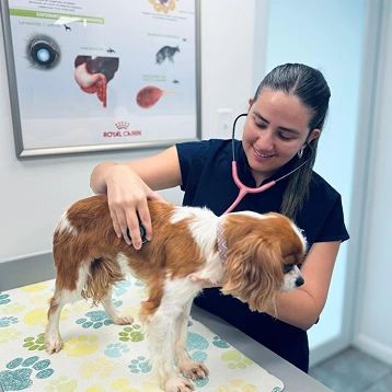 Veterinarian listening to a Cavalier King Charles Spaniel's heartbeat with a stethoscope