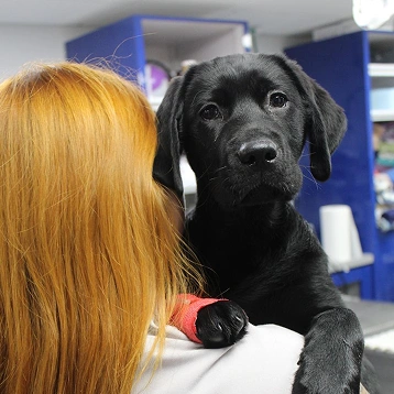 Black Labrador puppy with a bandaged paw being held by a veterinary staff member