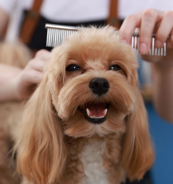 img-grooming