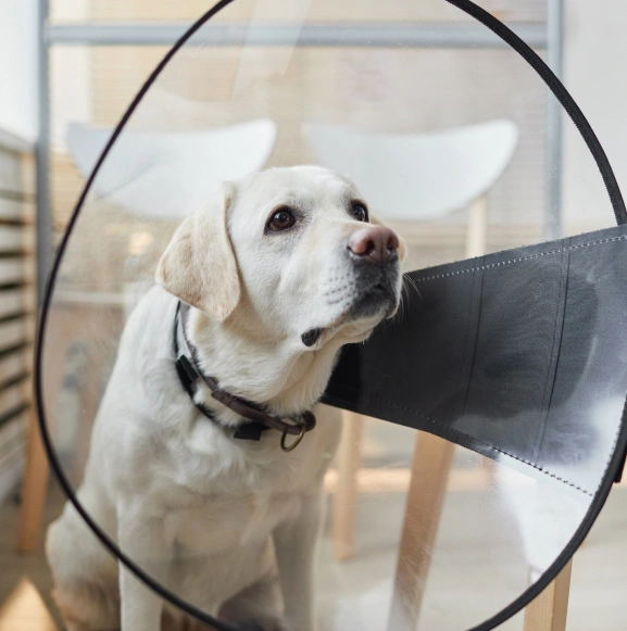 img-oncologia-veterinaria