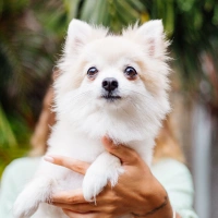 img-servicios-Grooming